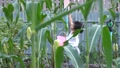 4k Asian Cute Child Boy Do Gardening With Nature Corn Plant With Happy Face.