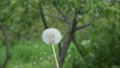 Blowing On White Fluffy Dandelion Close Up View. Natural Background.