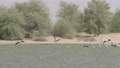 Band Of Beautiful Flamingos Relaxing In Love Lake Dubai, Uae, Take Fligh