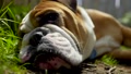 English Bulldog Closeup Portrait, Laying Down And Getting Up
