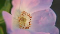 Wild Pink Rose Pov Macro Shot On A Gimbal. Slow Motion. Camera Encircling Blossom