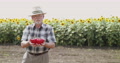 Portrait Of Happy Senior Farmer Shows Two Red Peppers At Camera At Sunflowers