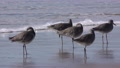Willet Flock Willets Shorebirds Long Legs Standing Walking Beach In California