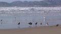 Willet Flock Willets Many Shorebirds Birds Standing Walking Waves Ocean Beach