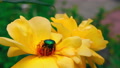 Rose Chafer Bug On The Yellow Rose Flower Head. Many Species Are Diurnal And