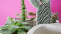 Succulent Garden In Diy Hand Made Concrete Flower Pots. Pink Background