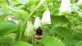 The Black And Yellow Fat Bee Flying Over The Bell Flowers