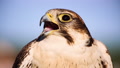 Healthy Adult Falcon Perched On Protective Leather Glove, Falconry, Pan