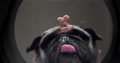 Funny Pug Dog Eating Treat From A Bowl. Original Angle, Bottom View. Hungry