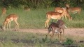 Beautiful Adult Impala Rams Wrestling Head To Head In A Playful Fight.