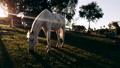 White Horse Grazing In Rural Area During Sunset Hour. Sunlights
