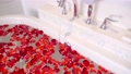 Water Tap In Luxury White Bathroom Flowing Water To Bathtub With Red Rose Petals