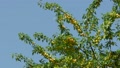 A Yellow Plum Tree Sways In The Wind.