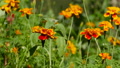 Orange Flowers Of Marigolds Close-Up