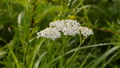 White Flowers Of Yarrow Close To