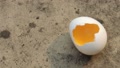 Natural Raw Broken White Eggshell With Egg Yolk Inside