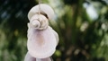 Tropical Clam Shell Chain Decoration Hanging With Nice Green Bokeh