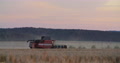 Red Harvester Machine Cut Wheat Crop In Rural Field. Sunset, Sunrise Golden Hour
