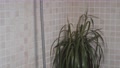 Close Up Shot Ofing Shower Hose In Bathroom. Houseplant In The Corner.