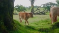 Little Calf Walking To Its Mother, Looking In Camera And Eating Grass