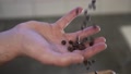 Coffee Beans Falling Into Hand