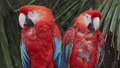 Scarlet Macaw 03. Very Cute Pair Of Scarlet Macaws. 4k Locked Tripod Shot.