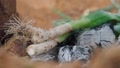 Roasting Calcots Green Onions On A Wood Fire Outdoors, Close Up Slowmo