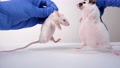 Two White Mice Fat And Slim Holded By A Researcher Doctor By Scuff In Order To