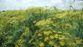 Fennel Foeniculum. Fennel Blooms. Blooming Yellow Bushy Dill Seeds In The Field