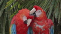 Scarlet Macaw 04. Very Cute Pair Of Scarlet Macaws Preening. 4k Locked Tripod