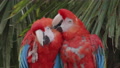 Scarlet Macaw 05. Affectionate Pair Of Scarlet Macaws. 4k Locked Tripod Shot.