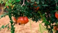 Pomegranate Fruit On A Tree In A Pomegranate Garden. Natural Food. Pomegranate T