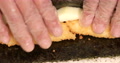 Hands With Disposable Plastic Gloves Rolling Sushi With Tempura Shrimp And