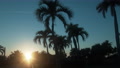 Cuba, Varadero, Palm Trees