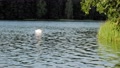 White Swan At Waters Of The Lake In Pradzonka, Poland. - Medium Shot