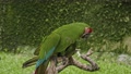 Parrot Green Ara With Green Feathers In The Usual Habitat