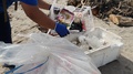 Handheld Shot Of Female 4ocean Volunteer Putting Away Gathered Plastic, Bali