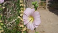 Rose Marshmallow Flower In Garden, White Rose Marshmallow Flower,