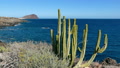 Wide, A Cactus On A Cliff, Santa Cruz De Tenerife, Spain