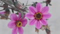 Beautiful Pink Single-Flower Dahlia Close Up. 4k Locked Tripod Shot.