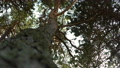 Coniferous Forest, Looking Up Along The Trunk Of A Pine Tree In Debki