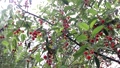 Cherry Fruit Tree With Red Sweet And Tasty Berry. Natural Growing Of Fruits In