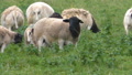 Sheep With Black Heads In A Pasturage Of Green Grass.