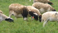 Sheep With Black Heads In A Pasture Of Green Grass.