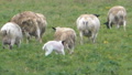 Sheep In A Pasture Of Green Grass.