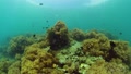 Coral Reef With Fish Underwater. Philippines.