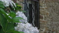 A White/Blue Hydrangea Plant In Front Of A Stone House Wall. 4k Locked Tripod