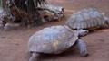 Three Giant Turtles Pass In Front Of The Camera
