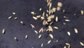 Slow Motion Close Up Of Dried Fennel Seeds Falling Into Dark Grey Cast Iron P