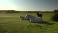 Horses Relax In English Field